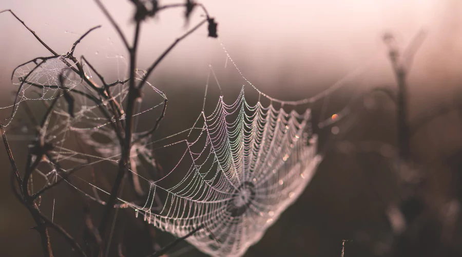 Close up of a cobweb between two plants on a dull damp Autumn morning
