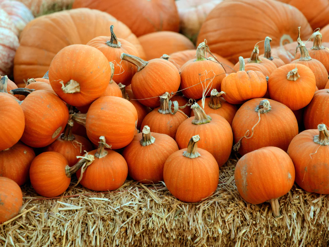 Pile of orange pumpkins on a hay bale